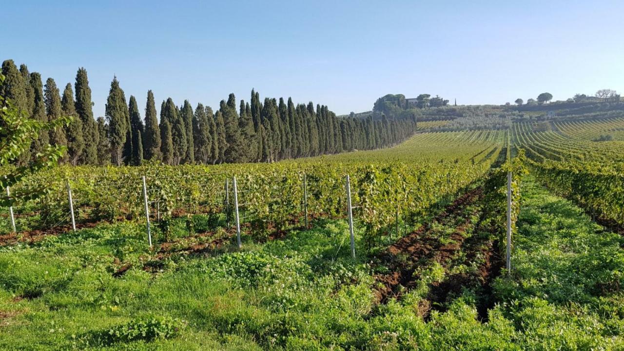 Tenuta Di Pietra Porzia Monte Porzio Catone Bagian luar foto